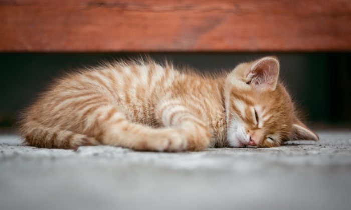 Imagen ilustrativa de un gatito durmiendo. (Super-mapio/Pixabay)
