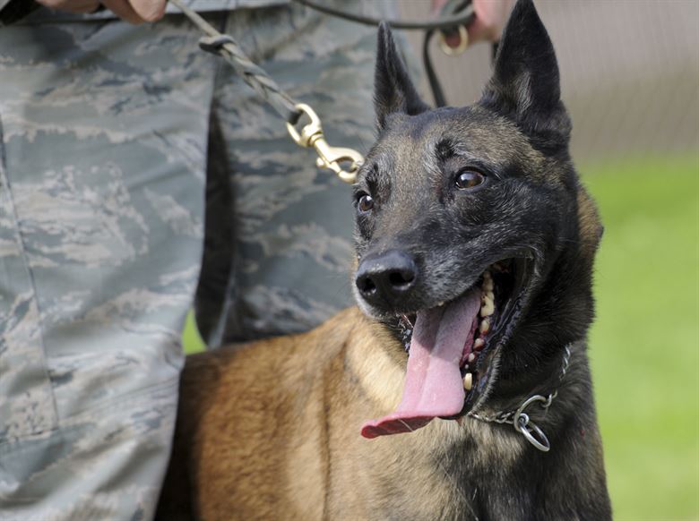 perro-militar-policía