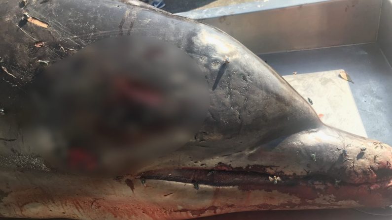 Un delfín con una herida en la cabeza fue encontrado en Florida a fines de mayo de 2019. (Comisión de Conservación de Vida Silvestre y Pesca de Florida)