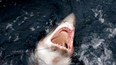[VIDEO] Un enorme tiburón blanco se alimenta de una ballena muerta y choca contra un barco de pesca