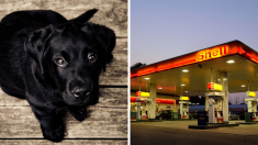 «Negrita»: de perrita callejera a la mejor empleada de una gasolinera mexicana