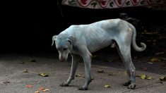 Perritos azules de la India: más que un misterio, una alarmante realidad