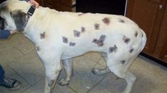 Dueña cree que su perro fue picado por insectos: el veterinario llama a la policía al saber la verdad