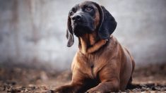 Tiran perrito con patas atadas en bolsa de basura cerca de un río, mira cómo agradece a rescatistas