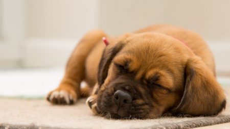 Perra comienza a parir y sus dueñas quedan atónitas por la cantidad de cachorros: “¿cuándo va a parar?”