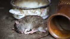Una rata cayó desde el techo hasta la mesa de un restaurante con el corazón todavía latiendo
