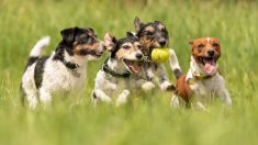 A 10 meses de haber dado a luz perrita se reencuentra con sus 12 cachorros ¡y los reconoce a todos!