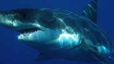 Dos ataques de tiburón con una hora de diferencia en playas de Florida