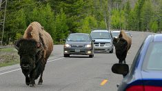 VIDEO: Un bisonte gigante embiste el auto de alquiler de una familia en Yellowstone