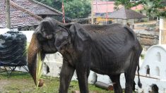 Colapsa el elefante demacrado de las fotos virales de Sri Lanka, revelan autoridades