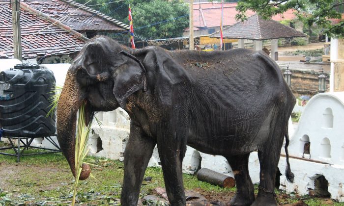 Tikiri, un elefante escuálido de 70 años de edad, comiendo en el Templo del Diente en la ciudad central de Kandy el 13 de agosto de 2019. (STR/AFP/Getty Images)