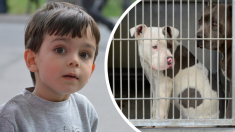 Niño de 4 años no puede adoptar pitbulls, pero encuentra una brillante solución