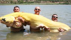 Pescador atrapa un bagre albino récord de 2,5 metros de largo y 88 kilos en España