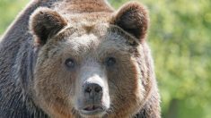 Niño de 13 años es mordido en la cara por un oso mientras dormía en su campamento