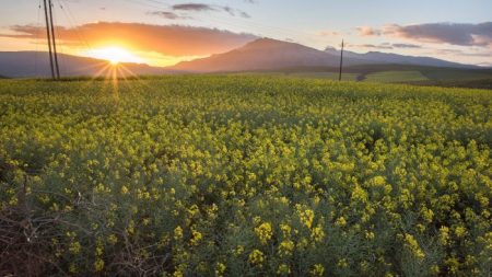 China responde al arancel canadiense para vehículos eléctricos indagando antidumping sobre la canola