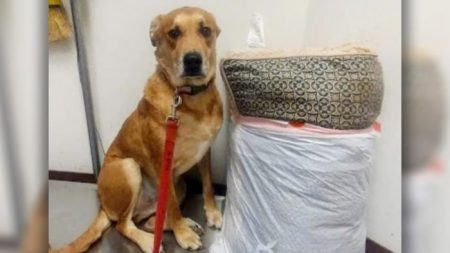 Cachorro é abandonado em abrigo com sua cama e brinquedos porque sua família não tinha tempo para ele