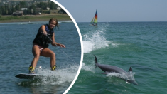 Una manada de delfines aparece mientras practicaba wakeboard y disfruta de la experiencia de su vida