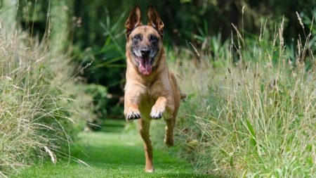 Perro del ejército rescata a un hombre que fue enterrado vivo por un desprendimiento de tierra