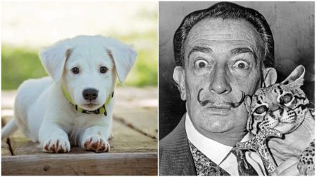 Cachorro con bigote estilo «Salvador Dalí» causa sensación en las redes sociales