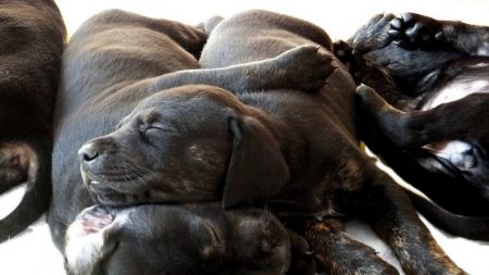 Perrita con la pata rota es rescatada de un bosque, luego descubren que es mamá de 13 cachorros