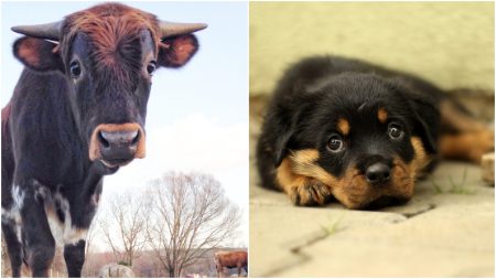 Un cachorro y un becerro forman gran amistad en un refugio en Colombia para superar su triste pasado