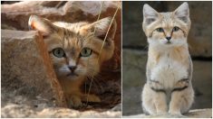 El gato árabe de arena es “casi invisible”, pero una cámara logra captarlo por primera vez en 10 años