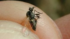 Alerta por mosca negra ‘chupasangre’ durante este verano en España
