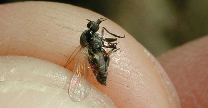 Foto de archivo de la mosca negra. Wikipedia.