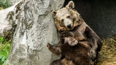Apicultor filma como convierte a los osos invasores en degustadores de miel de calidad