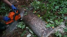 Borracho asesina a su sobrino con la motosierra mientras cree que corta un árbol