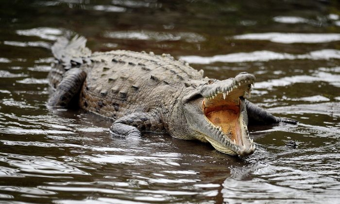 Imagen de archivo de un cocodrilo. (Yuri Cortez/AFP/Getty Images)