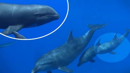 Mamãe golfinho “adota” filhote baleia-cabeça-de-melão e o cria como se fosse parte da família (vídeo)