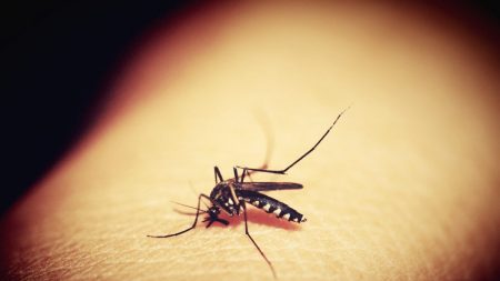 EE.UU.: Incrementa a 8 el número de muertos por brote de virus transmitido por mosquitos