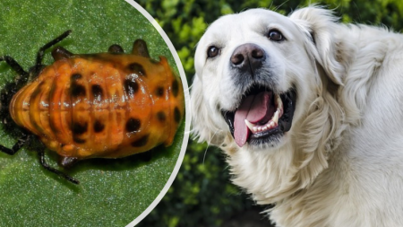 Si a tu perro le sale espuma de la boca y actúa extraño, ¡podría tener este raro escarabajo asiático!