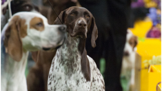 Hace una pregunta a sus 4 perros camino al parque, su épica respuesta conquista las redes