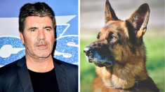 Simon Cowell derramó lágrimas al conocer a heroico perro que arriesgó su vida para salvar a su dueño