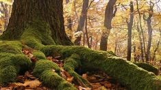 Los árboles se ayudan entre sí: descubren una increíble red de supervivencia en el bosque