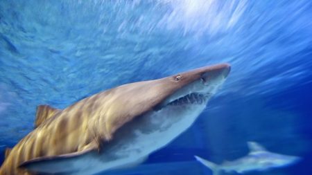 Pescador es atacado por un tiburón y rescatado por un barco con las pasajeras perfectas