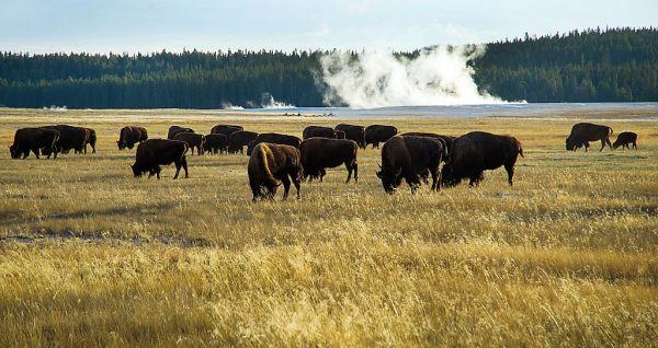 Pequeno grupo de búfalos de Yellowstone pasta no Parque Nacional de Yellowstone, no Wyoming, na tarde de 8 de outubro de 2012 (Karen Bleier / AFP / GettyImages)
