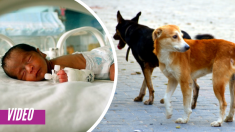 Bebé arrojada al alcantarillado es salvada por perros callejeros que oyen su llanto