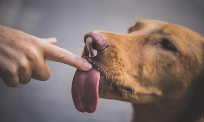 Imagen ilustrativa de un perro lamiendo una mano. (Chris Slupski/Unsplash)