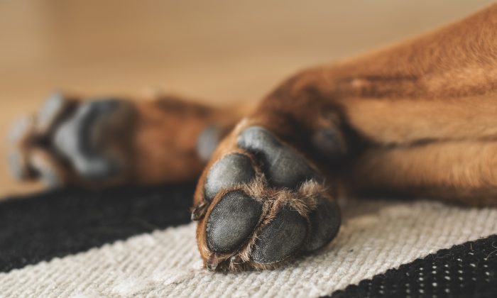 Imagen ilustrativa de las patas de un perro. (Pixabay)