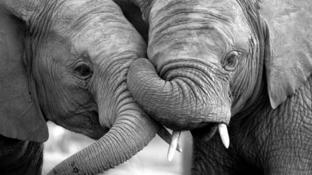 Elefantes de circo separados por 22 años se dan un abrazo de trompas que hace llorar a su cuidador