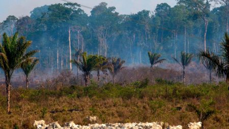 Criador de gado aponta ação criminosa em incêndios na Amazônia