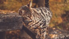 Gato híbrido con rayas de tigre y manchas de leopardo está sorprendiendo a los cibernautas