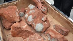Niño encuentra huevos de dinosaurio de 65 millones de años buscando una piedra para partir nueces