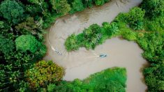 Indonésio planta mais de 11 mil árvores para devolver água à floresta