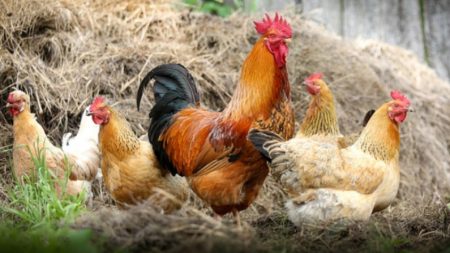 Santuário animal vegano na Espanha não junta galos com galinhas para que eles não as estuprem