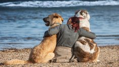 Perros en Noruega están muriendo de una enfermedad misteriosa que aún no se sabe cómo se propaga