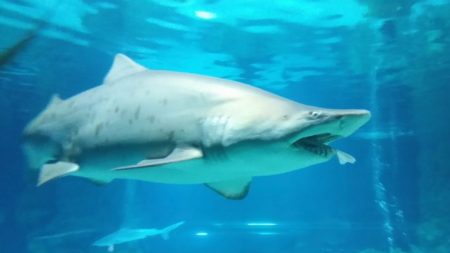Tiburones espantan a bañistas cuando empiezan a saltar en la costa alimentándose de un cardúmen